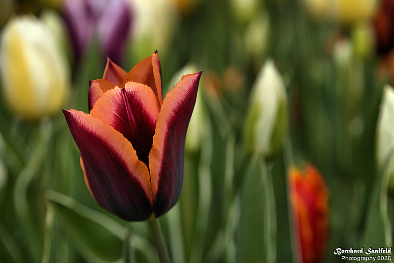 Bernhard Saalfeld - Tulpenpracht 2026 (1v9)